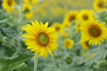 Sunflowers garden,field sunflower   