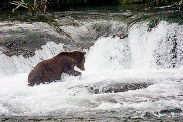 Grizzly Brooks Falls
