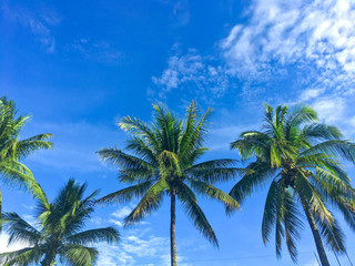 Fototapeta na wymiar Summer sky and palm tree, coconut tree, Blue sky with cloud in summer