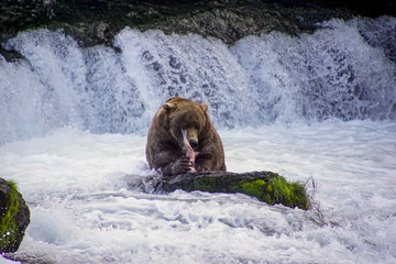Grizzly Brooks Falls
