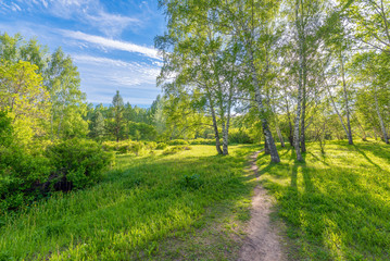 Young foliage of the May park