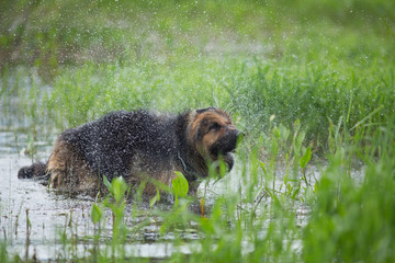 German shepherd dog shaking off water in lake