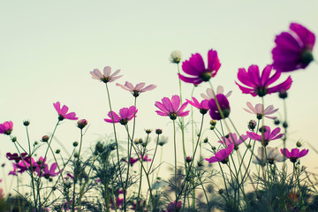 Fototapeta premium Beautiful cosmos flower