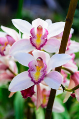 Beautiful white orchid.