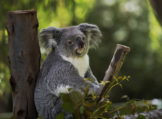 Koala between the branches
