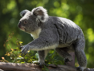 Fototapeta premium Koala moving through the trunk