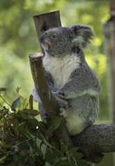 Side view of koala