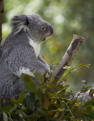 Profile of Koala in the tree