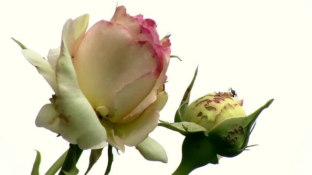 Knospe und Bl&uuml;te der Rose "Eden 85" vor hellem Hintergrund