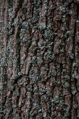 Baumrindentextur