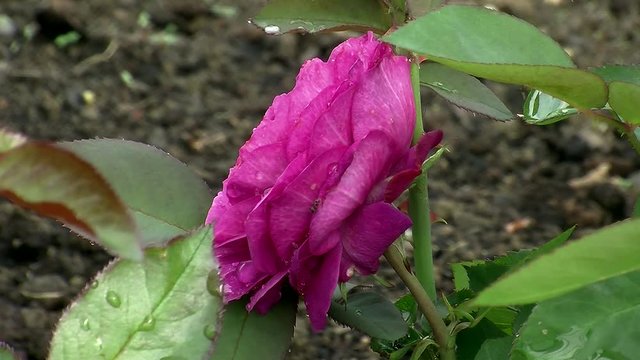 Mit Wassertropfen verzierte lila Bl&uuml;te der Rose "Heidi Klum"