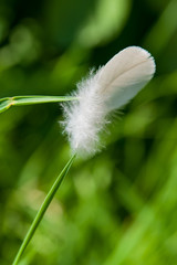 White bird feather caught on a blade of grass and swaying in the wind, abstract art image background