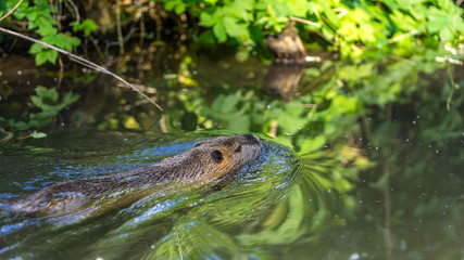 Swimming nutria