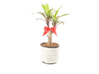 Fototapeta na wymiar Dracaena fragrans in a pot with red ribbon isolated on a white background