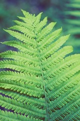 Fern green thicket
