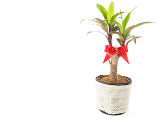 Dracaena fragrans in a pot with red ribbon isolated on a white background