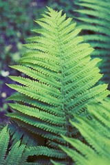 Fern green thicket