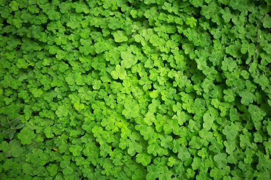clover leaf background