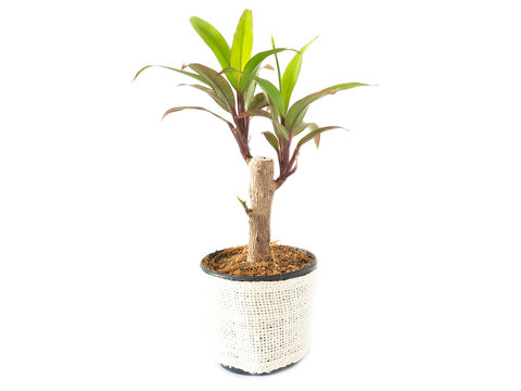 Dracaena fragrans in a pot isolated on a white background