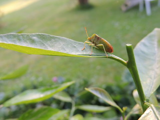 Grüne Stinkwanze auf Zitronenbaum