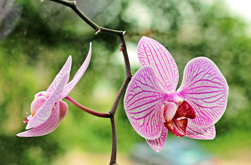 Fototapeta premium Two flowers of orchids.