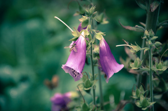 Pink Foxglove growing in a flower garden