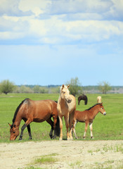Obraz premium Konie ze źrebakiem pasą się na zielonej łące.