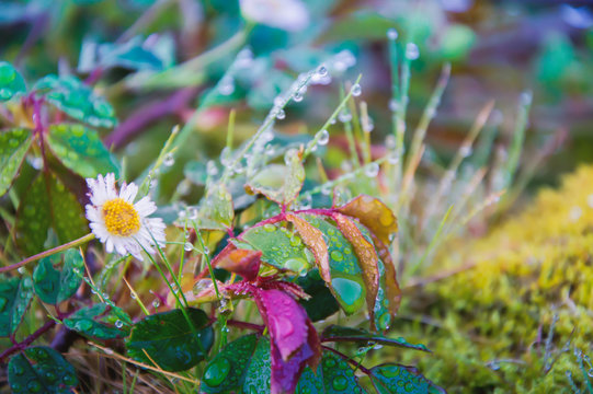 Dew Covered Grass and Daisy Flower