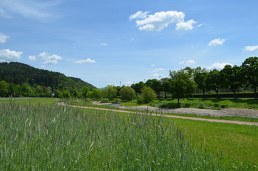 Obraz premium Gerstenfeld an der Dreisam