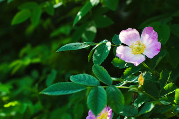 Dog rose Rosa canina