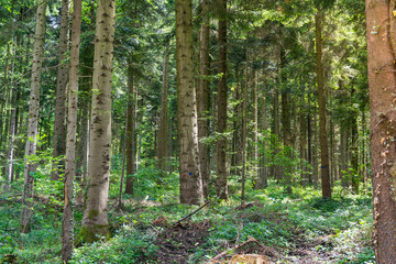 Wood Tree Trunks Dense Sky Daytime Warm Green Inside Forest Green Summer