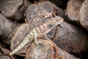 lizard on the wood timber