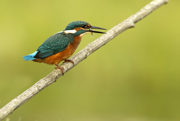 Common kingfisher. Alcedo atthis