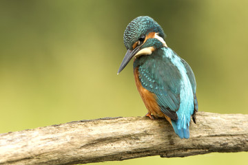 Common kingfisher. Alcedo atthis