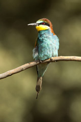European Bee-eater. Merops apiaster