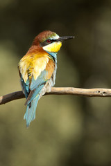 European Bee-eater. Merops apiaster