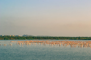Thousands of Pink Flamingos relaxing on the Lake - 159076541