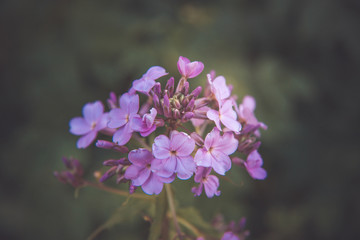 Fototapeta na wymiar Young bush of decorative violets