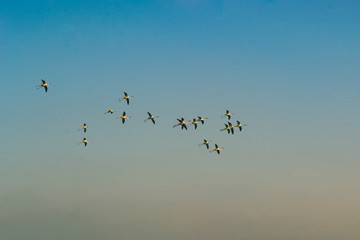Bunch of Pink Flamingos flying