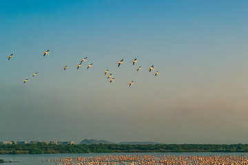 Bunch of Pink Flamingos flying