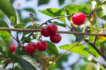 Ciliegie sul ramo