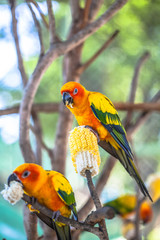 colourful Sun Conure birds