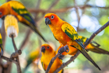 colourful Sun Conure birds