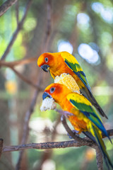 colourful Sun Conure birds
