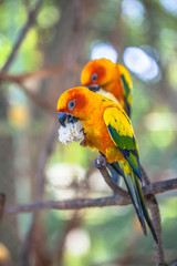 colourful Sun Conure birds
