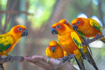 colourful Sun Conure birds