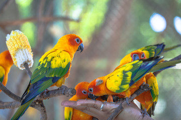 colourful Sun Conure birds