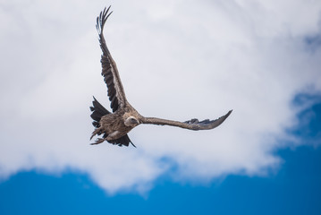Vulture in  blue sky