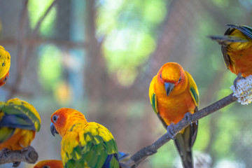colourful Sun Conure birds