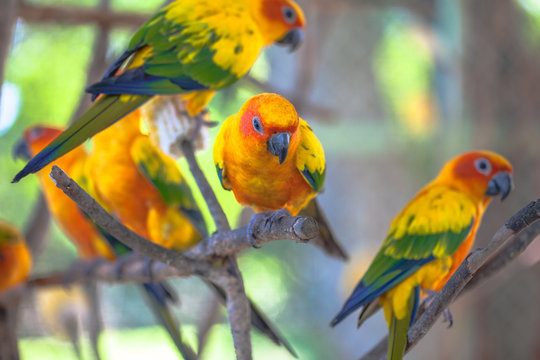 colourful Sun Conure birds